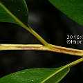 Acrostichum aureum (Golden Leather Fern) in Chinaman Creek ミミモチシダ<br />Canon EOS KDX (400D) + EFS60 F2.8
